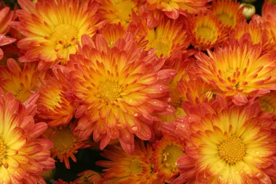 Stacy™ Dazzling Orange