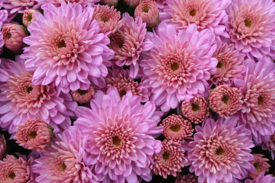 Ursula™ Lavender