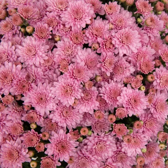 Ursula™ Lavender