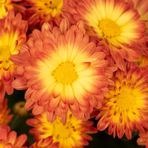 Stacy™ Dazzling Orange