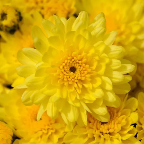 Ursula™ Sunny Yellow