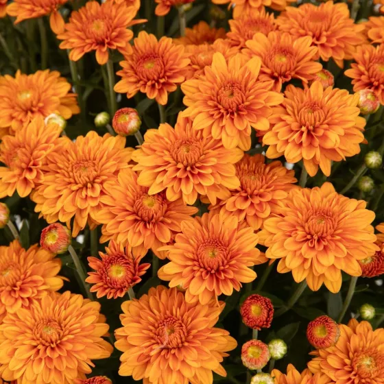 Hannah Orange | Syngenta Flowers
