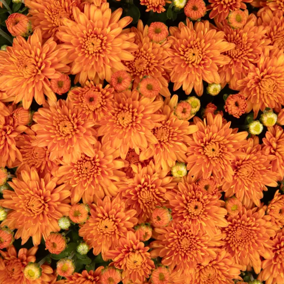 Ursula™ Fancy Orange