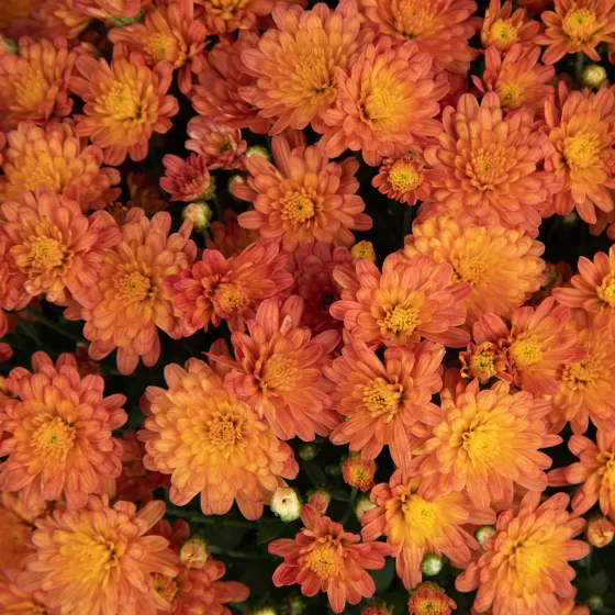 Jacqueline™ Orange Fusion