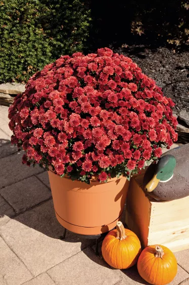 Cheryl™ Jolly Red