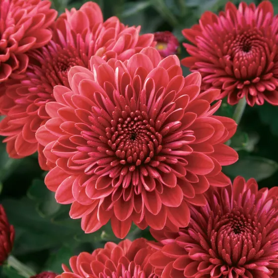 Cheryl™ Jolly Red