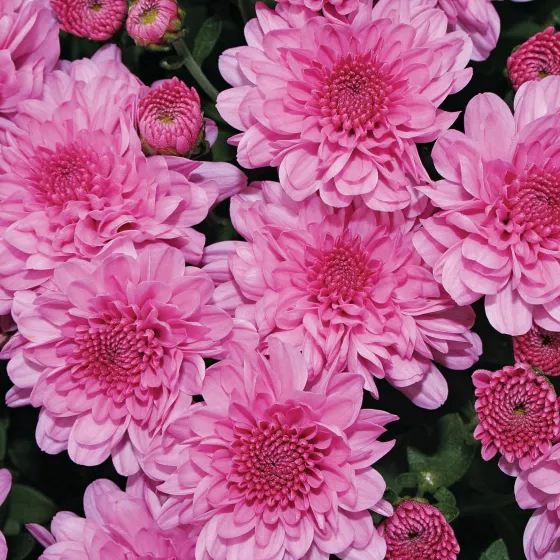 Wanda™ Lavender