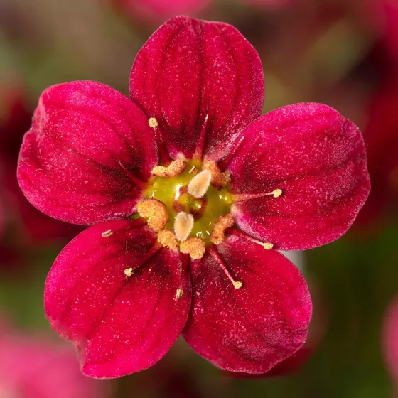 Touran™ Red | Syngenta Flowers