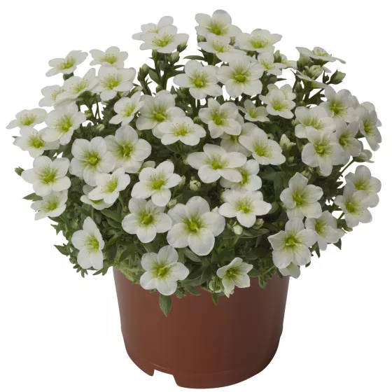 Touran™ Large White