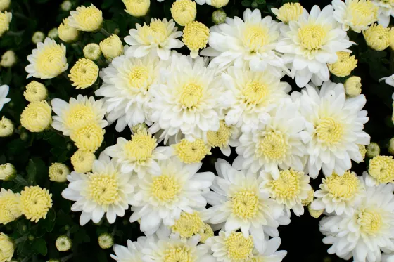 Wilma™ White