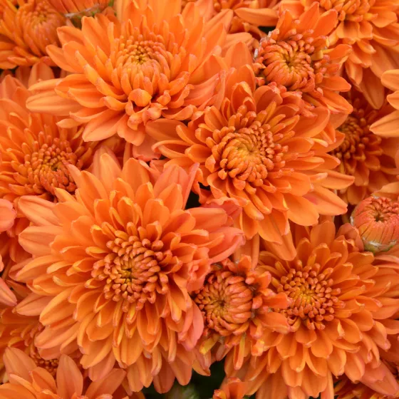 Aubrey™ Orange