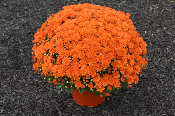 Aubrey™ Orange