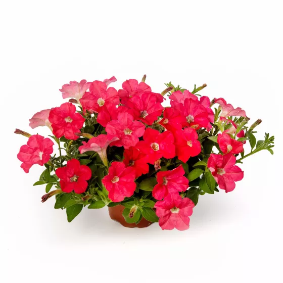 FlashForward™ Coral