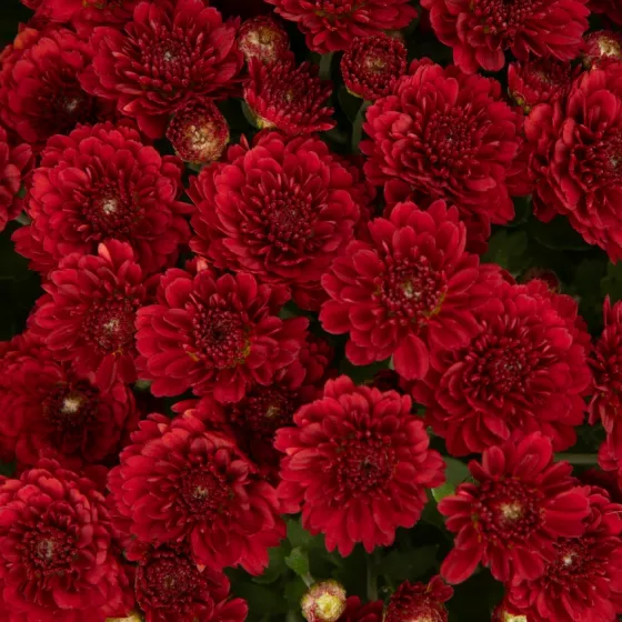 Aideen™ Red Fire