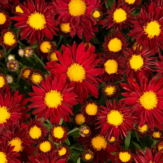 Edana™ Red