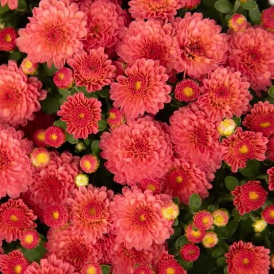 Gigi™ Coral