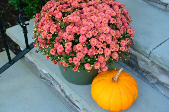 Gigi™ Coral