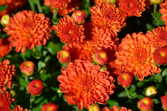 Gigi™ Orange