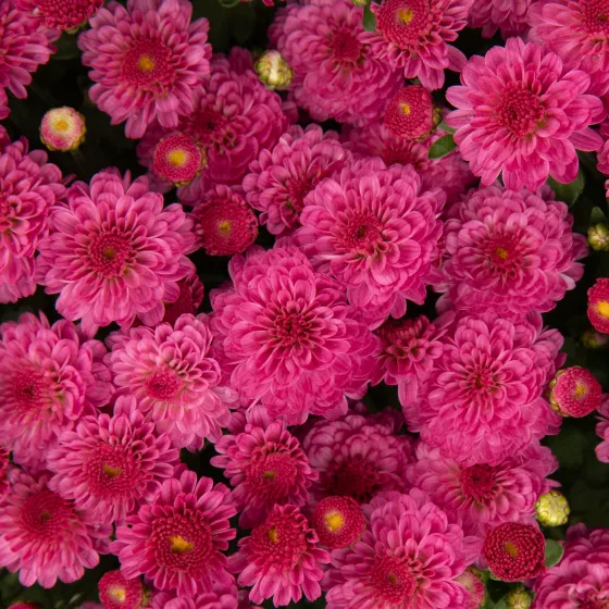 Gigi™ Dark Pink