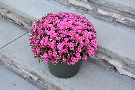 Gigi™ Dark Pink