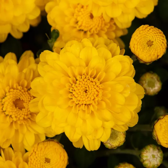 Gigi™ Yellow