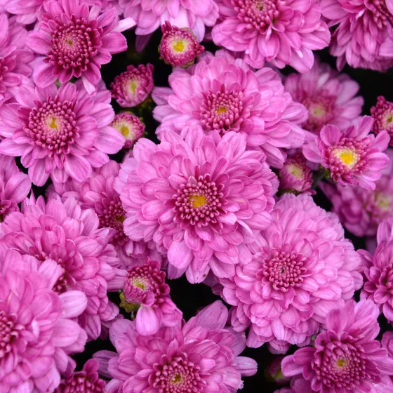 Chelsey™ Pink