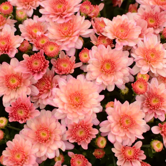 Chelsey™ Coral