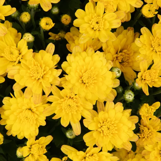 Jacqueline™ Yellow