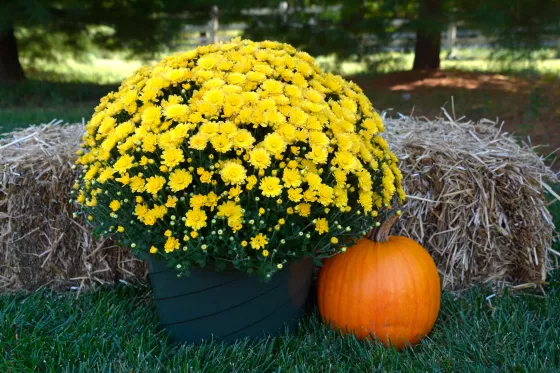 Jacqueline™ Yellow
