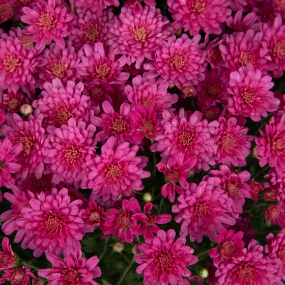 Jacqueline™ Pink
