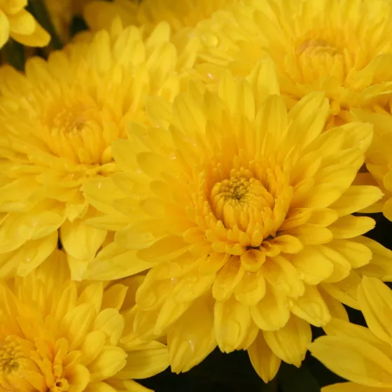 Mary™ Yellow