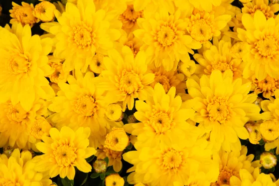 Mary™ Yellow