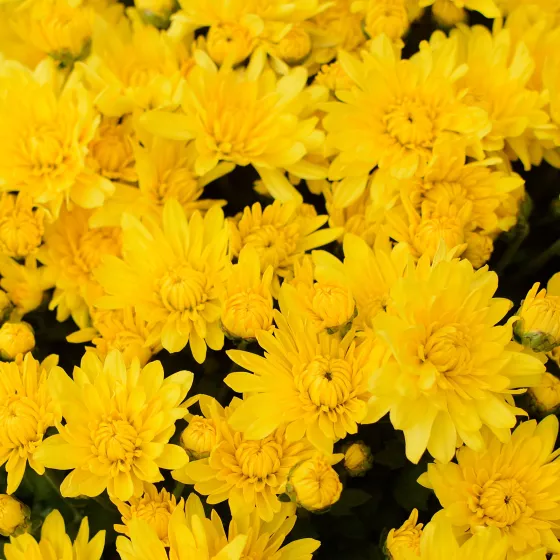 Makayla™ Yellow | Syngenta Flowers