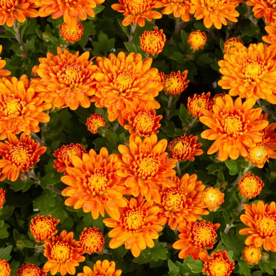 Nikki™ Orange