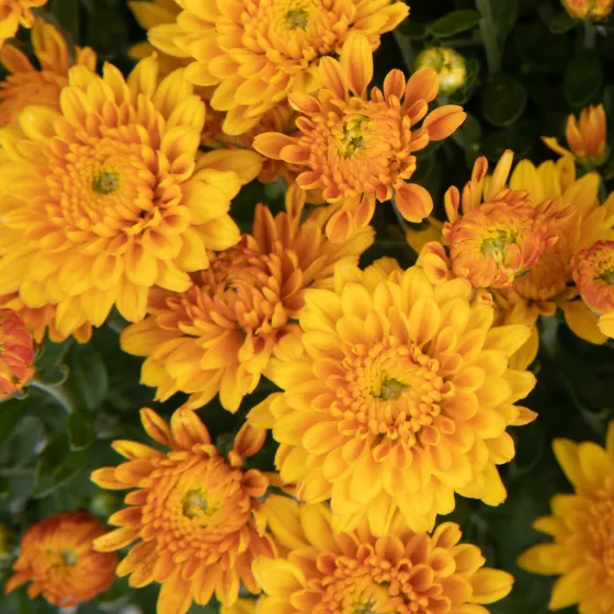 Electra™ Amber