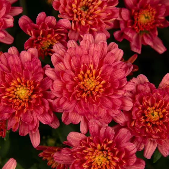Jacqueline™ Rose