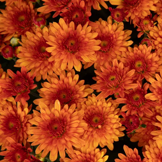 Beverly™ Orange