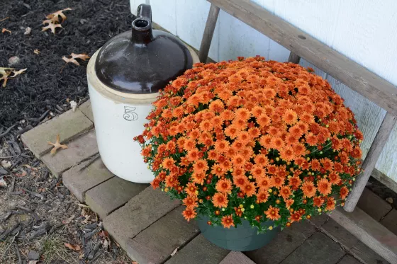 Beverly™ Orange