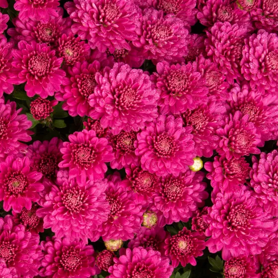 Nikki™ Dark Pink