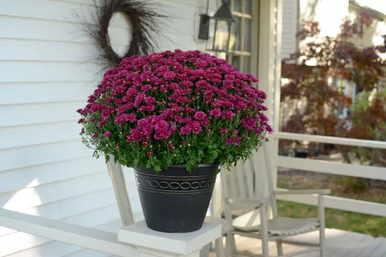 Nikki™ Dark Pink