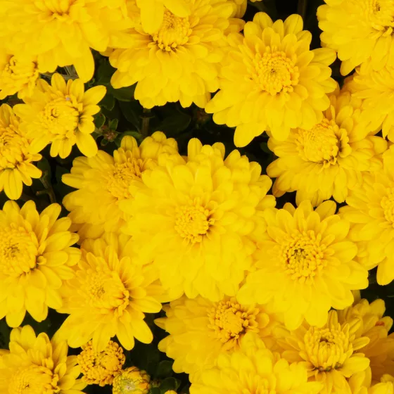 Nikki™ Yellow