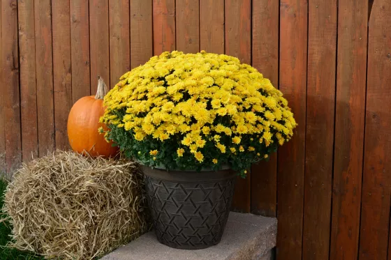 Nikki™ Yellow