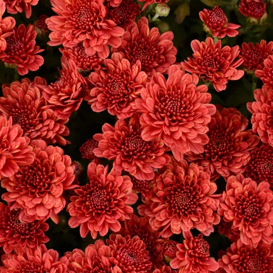 Rhonda™ Red