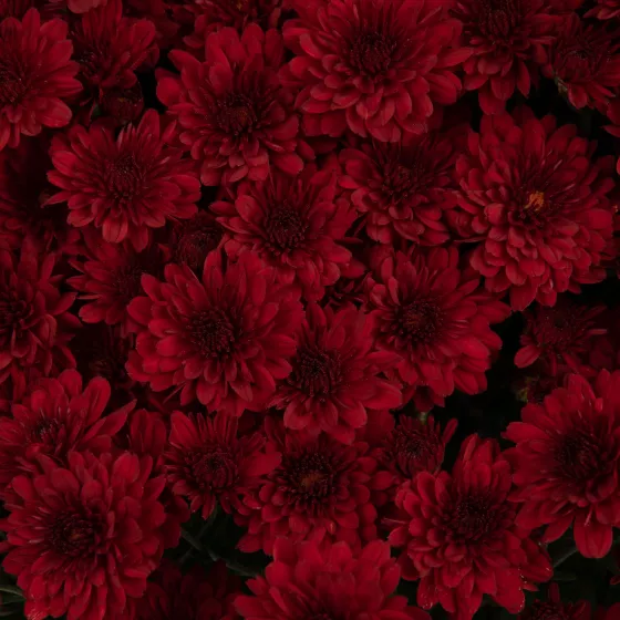 Mila™ Red