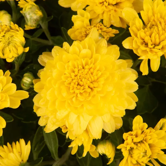 Tanya™ Yellow