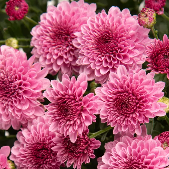 Cheryl™ Pink
