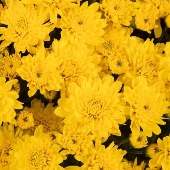 Skylar™ Yellow | Syngenta Flowers