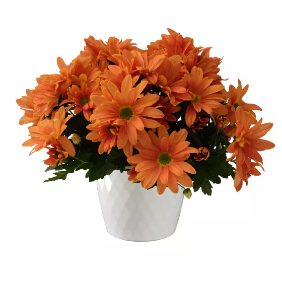Minot Bronze | Syngenta Flowers