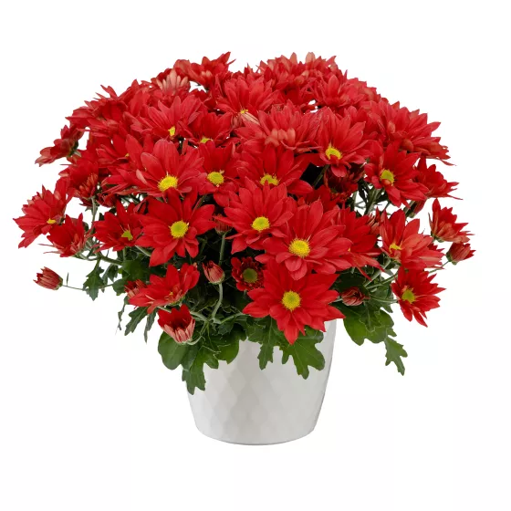 Auburn™ Red