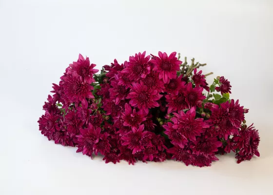 Delano™ Spring Pink Bicolor